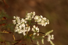 Polygonella americana