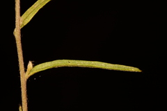 Stylisma pickeringii