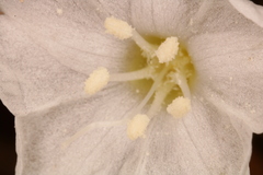 Stylisma pickeringii