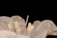 Stylisma pickeringii