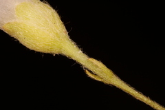 Stylisma pickeringii