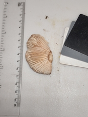Russula eccentrica