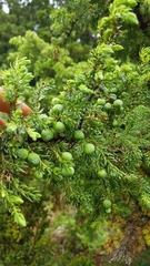 Juniperus brevifolia