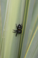 Paraphidippus basalis