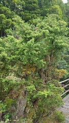 Juniperus brevifolia