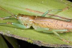 Barbaragraecia unicorn