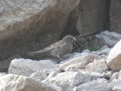 Leucosticte tephrocotis