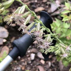 Silene scouleri pringlei