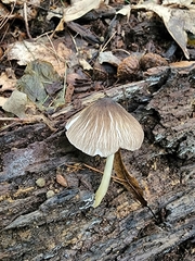 Pluteus deceptivus