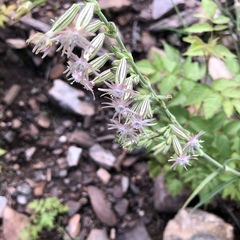 Silene scouleri pringlei
