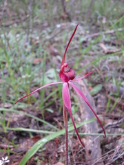 Caladenia clavescens