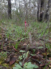 Caladenia clavescens
