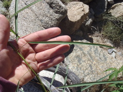 Desmodium angustifolium