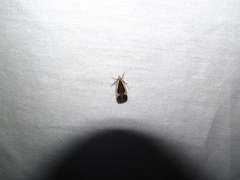 Dichomeris flavocostella