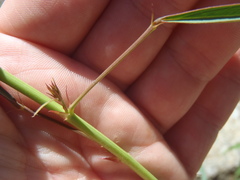 Desmodium angustifolium