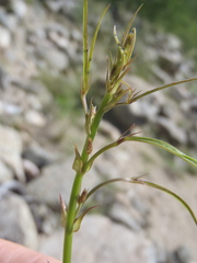 Desmodium angustifolium