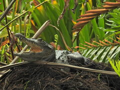 Crocodylus acutus