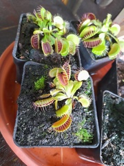 Dionaea