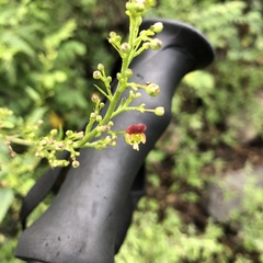 Scrophularia parviflora