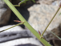 Desmodium angustifolium