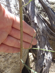 Desmodium angustifolium