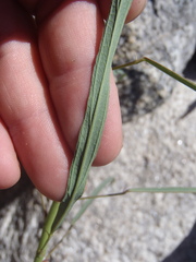 Desmodium angustifolium