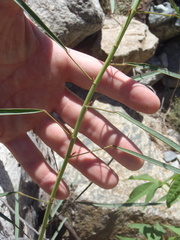 Desmodium angustifolium