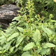 Scrophularia parviflora