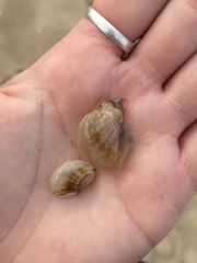 Electroma papilionacea