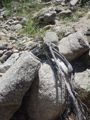 Desmodium angustifolium