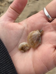 Electroma papilionacea