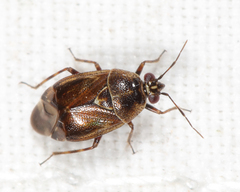 Deraeocoris nubilus