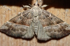 Hypena deceptalis