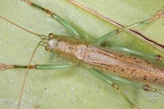 Barbaragraecia unicorn