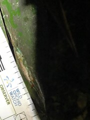 Barbaragraecia unicorn