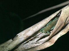 Barbaragraecia unicorn