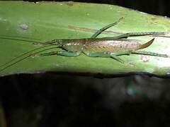 Barbaragraecia unicorn