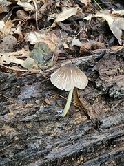 Pluteus deceptivus