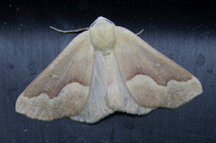 Sabulodes spoliata