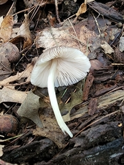 Pluteus deceptivus