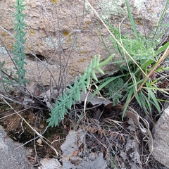 Pellaea ternifolia