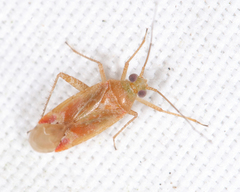 Phytocoris diversus