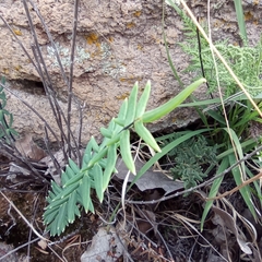 Pellaea ternifolia