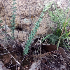 Pellaea ternifolia