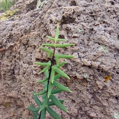 Pellaea ternifolia