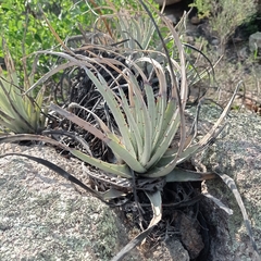 Hechtia podantha