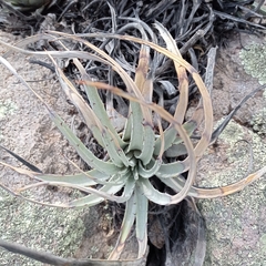Hechtia podantha