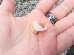 Glossaulax reclusiana