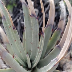 Hechtia podantha