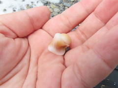 Glossaulax reclusiana